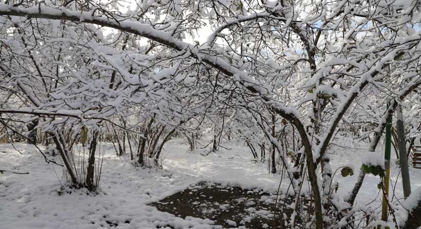 Giresun’da fındıkta soğuklama takibe alındı