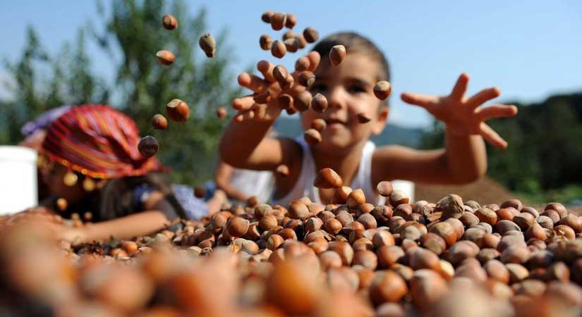 TÜİK tahmini rekolte: 730 bin ton!
