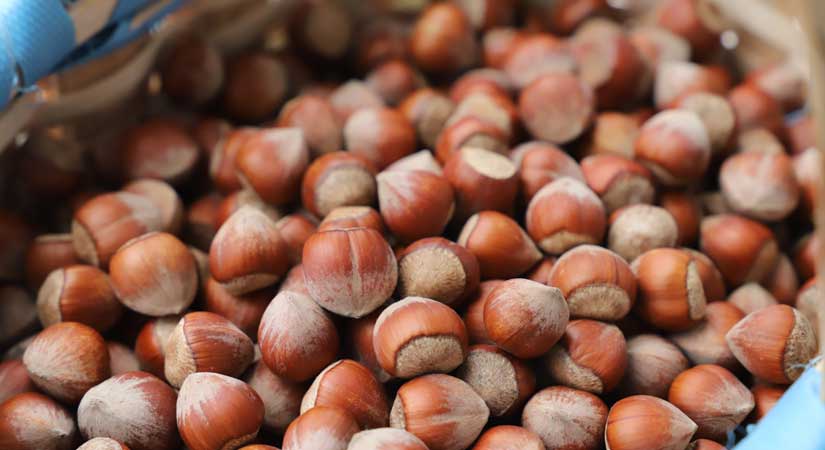 CHP: Fındık üreticisi fiyatı bekliyor