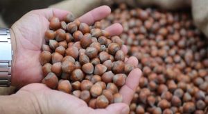 Adıgüzel’den TMO’ya eski fındık iddiası