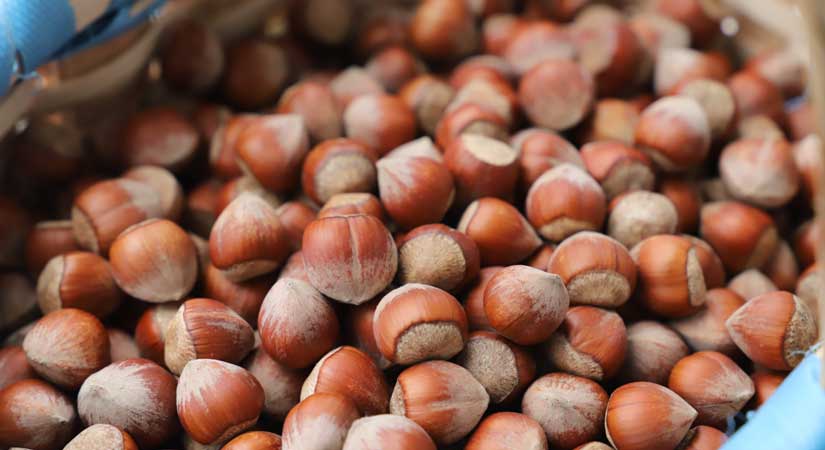 Yaklaşık 571 bin ton fındık işlem gördü