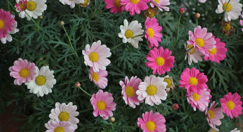 Giresun’un çiçekleri belediyenin serasında yetişiyor