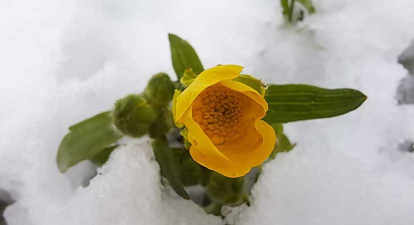 Bahar çiçekleri kar altında kaldı!
