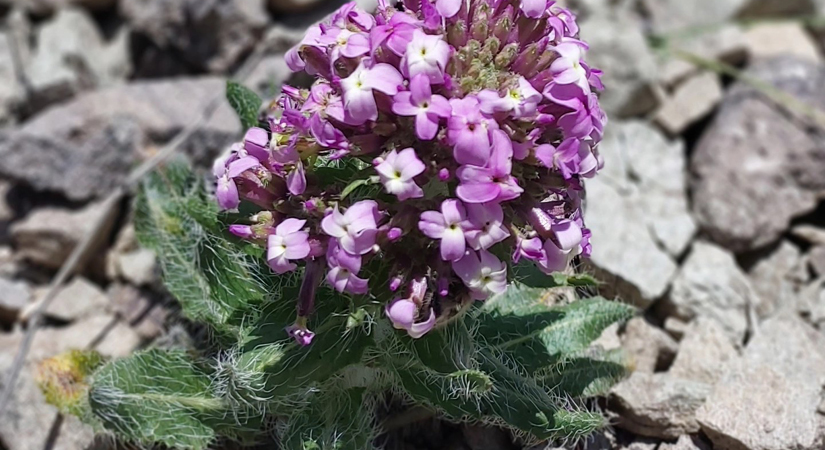 Dünya Biyolojik Çeşitlilik Günü kutlanıyor