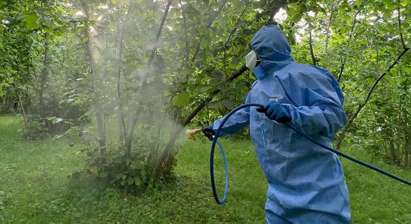 Fındıkta külleme hastalığına ihmale gelmez!