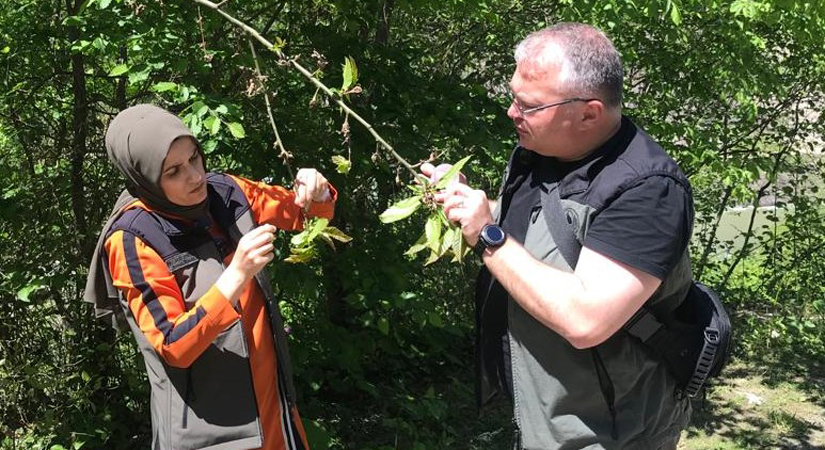 Gal arısıyla mücadele sürüyor