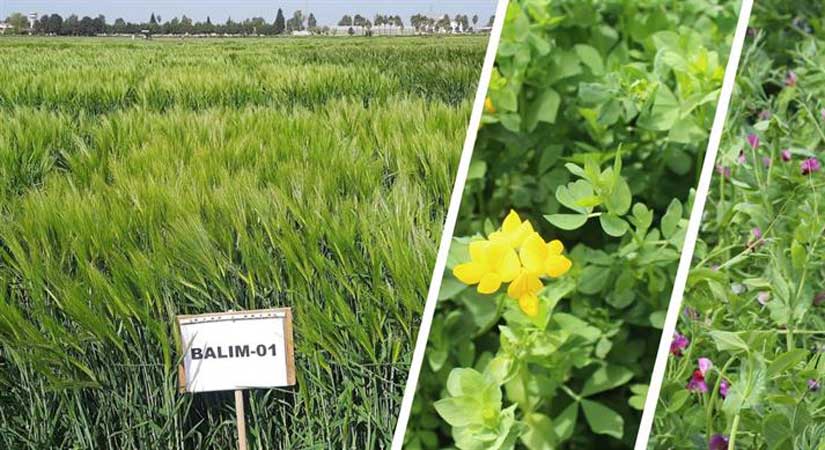 42 yeni çeşit Türk tarımına kazandırıldı