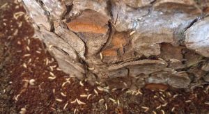 45 günde faydalı böcek üretildi