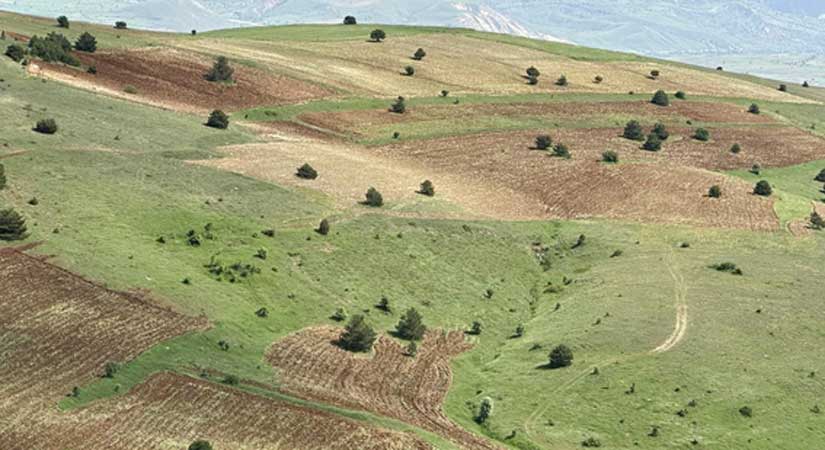 Çamoluk’ta boş arazilerde Tohumluk Buğday üretilecek