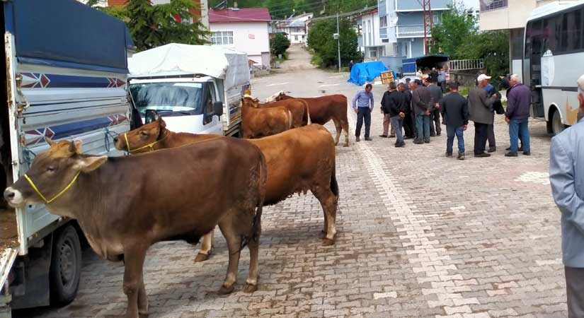Kurbanlık hayvan nakillerinde dikkat!