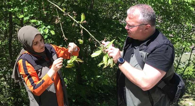 Kestane ağaçları ‘Katil Arı’dan temizleniyor