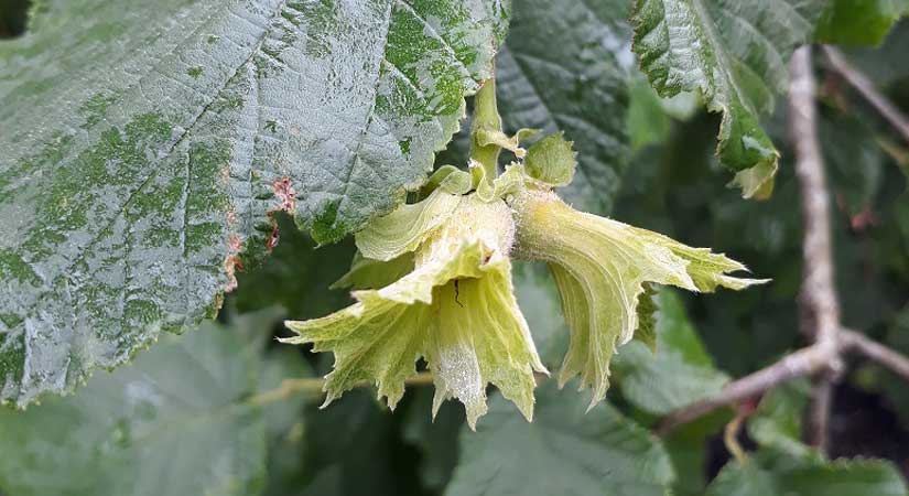 Yağışlı hava külleme hastalığını artırdı