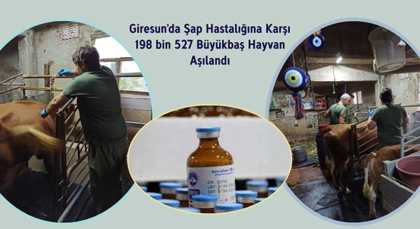 198 bin 527 Büyükbaş hayvana Şap aşısı