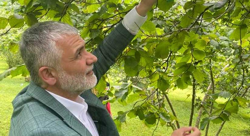 Fındığa 80 TL fiyat istedi