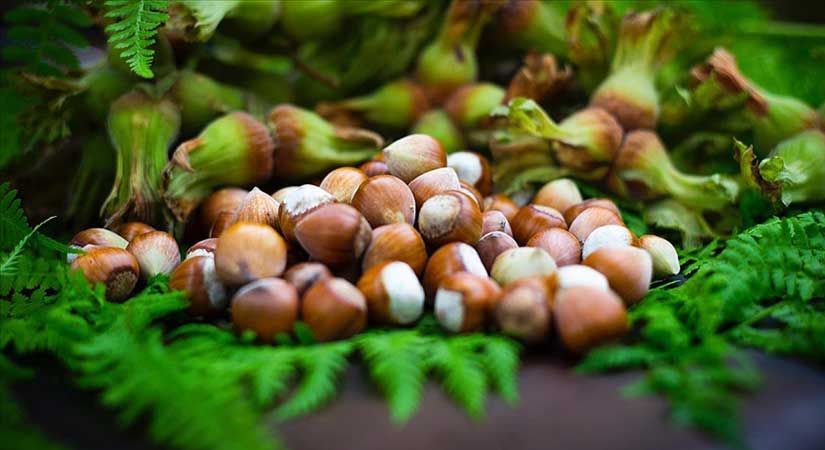 Yılmaz: Fındık sektörü zor bir sezon geçiriyor