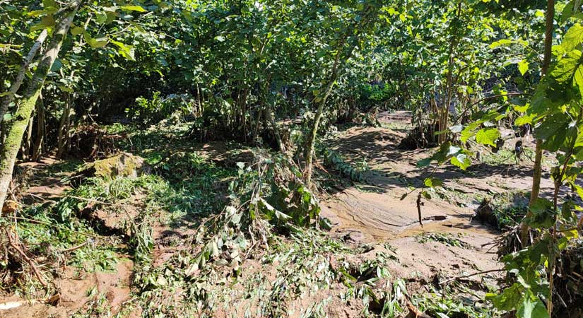 Fındık bahçeleri zarar gördü!