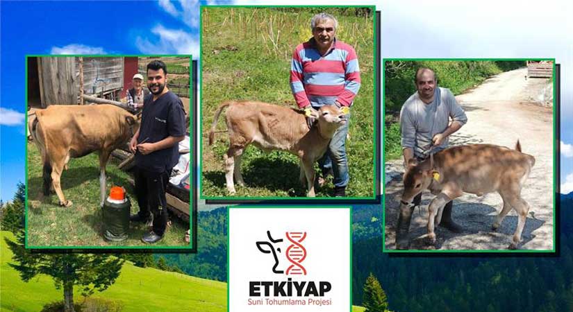 36 veteriner suni tohumlama için sahada