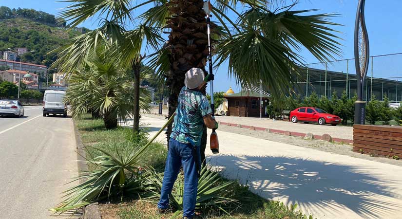 Ağaç budama çalışmaları sürüyor