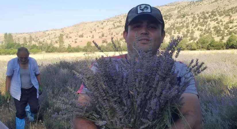Katma değeri yüksek, tıbbi ve aromatik bir bitki