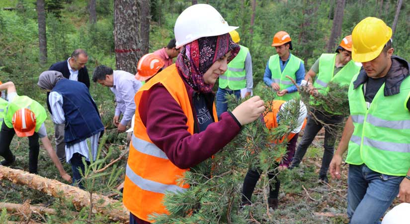 Bol tohum yılı tespiti