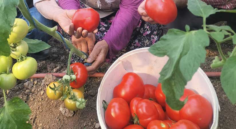 Domates, biber ve patlıcanlar döktü