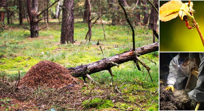 Dumansız yangına karınca müdahalesi!