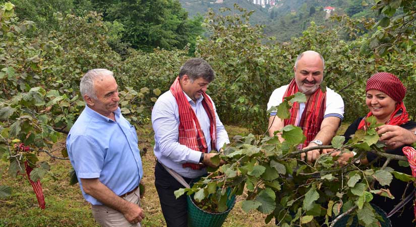 Fındık hasadı coşkusu Giresun’da başladı