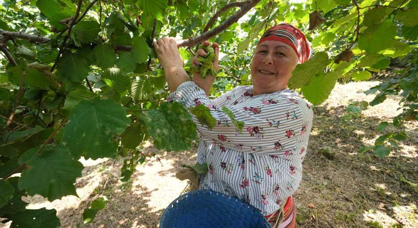 Giresun’da komisyon sahada çalışmalara başladı