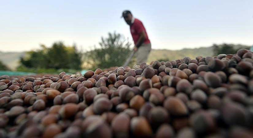 Fındık üreticilerine uyarı!