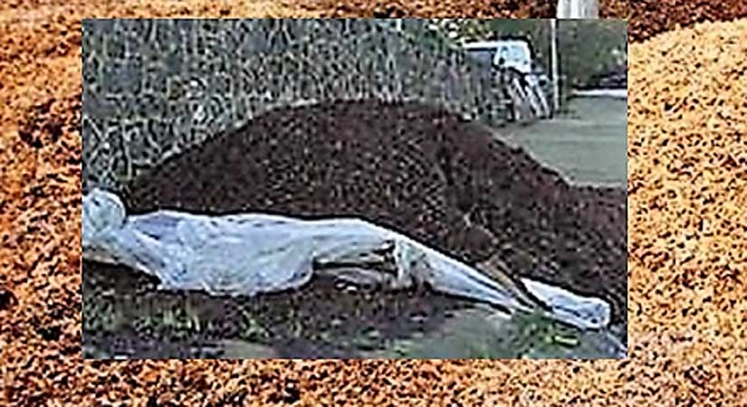 Fındık talaşlarını gübre olarak değerlendirin!