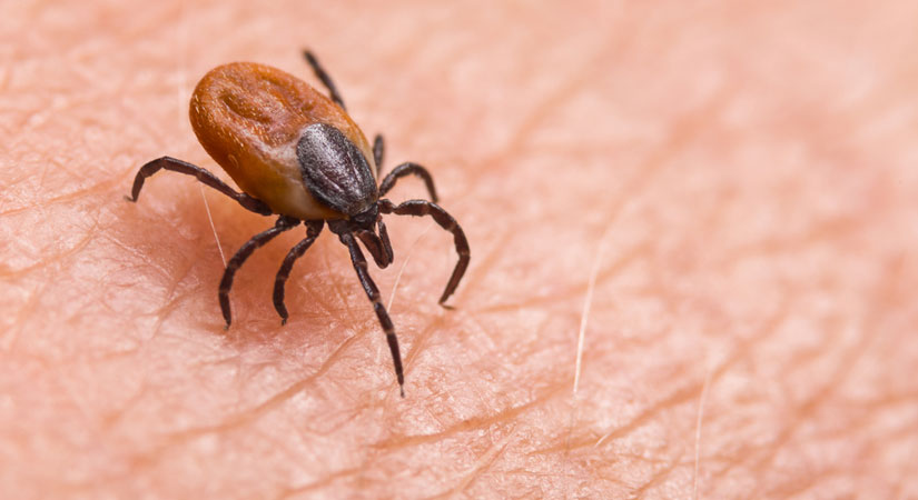 Cımbızla çıkarttığı kene canına mal oldu!