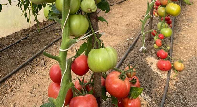 Tarladan Sofraya Güvenilir Gıda misyonu sürüyor!