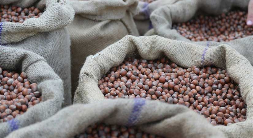 Fındık Üreticilerimizin Dikkatine!