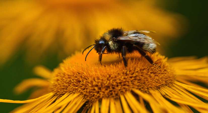 Çiçekli bitkilerde tozlaştırma yapan böcekler korunacak