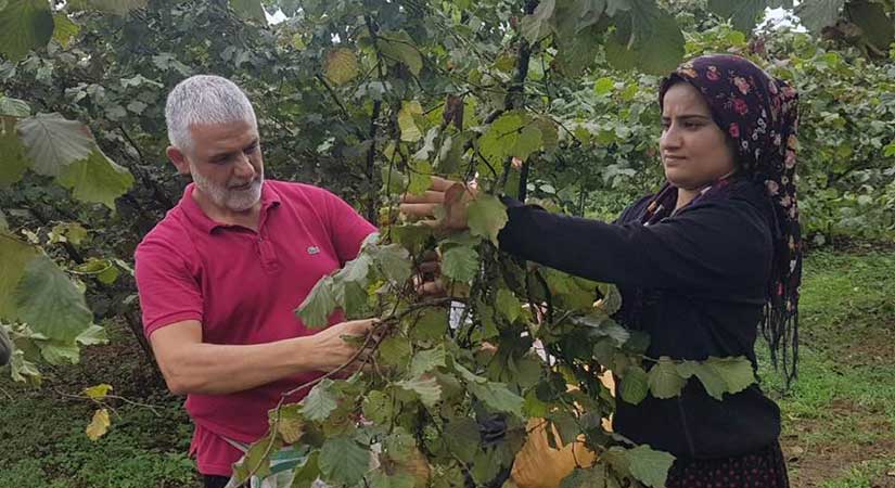 Fındıkta emanetten sonra, vadeli satış riski!