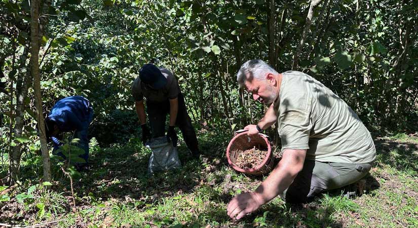 Milletvekili Turan’dan fındığın zahmeti