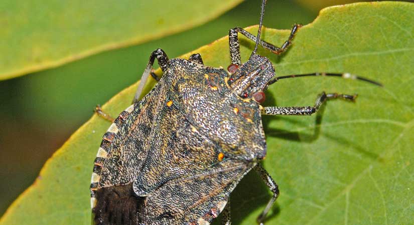 Belediyeden Kahverengi Kokarca uyarısı