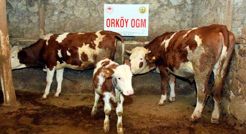 OGM, orman köylüsünün yanında!