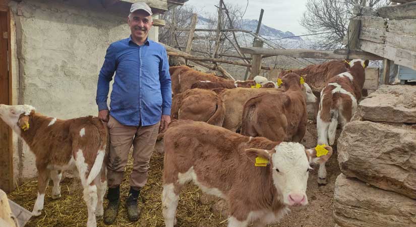 2022 Yılı 2’nci Dönem Buzağı Destekleri Ödeniyor