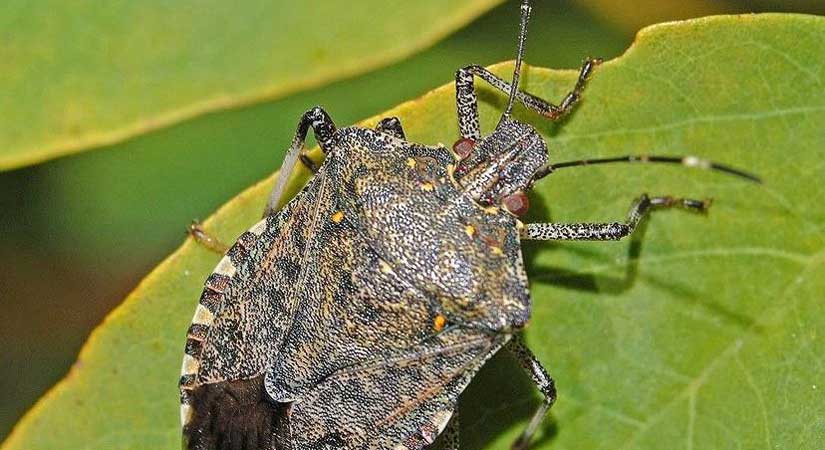 Kokarca’ya aşk tuzağı kurulacak!