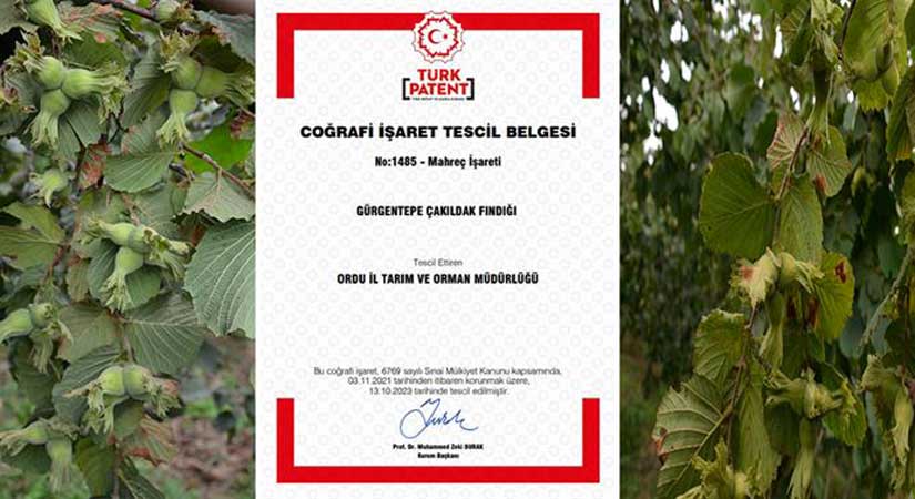 Gürgentepe Çakıldak Fındığı tescillendi