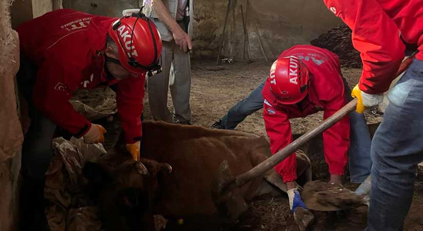 AKUT’tan inek operasyonu