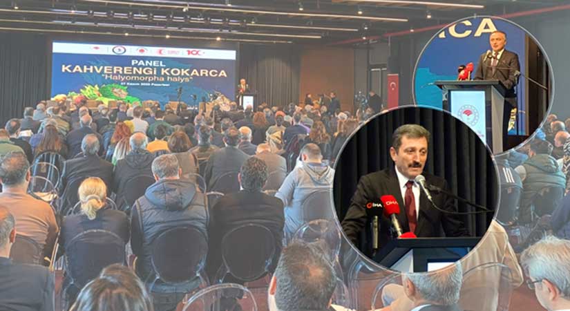 Kokarca ile mücadelede Samuray faktörü