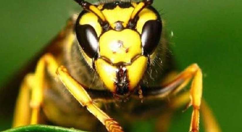 Giresun’da kahverengi kokarca ile biyolojik mücadele başlıyor