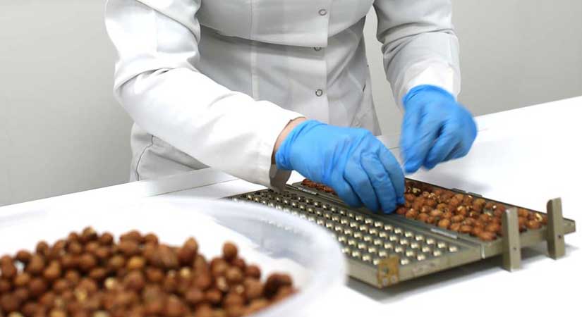 Batlama vadisine fındık ihtisaslaşma laboratuvarı kurulacak