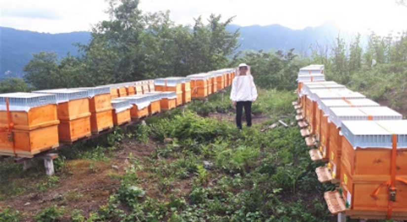 Arı ve kovan desteği Cuma günü sona erecek