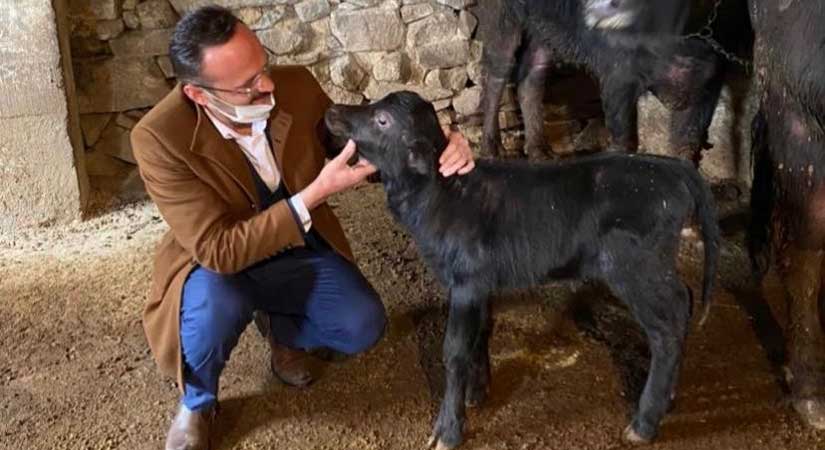 Damızlık destek ödemeleri hesapta