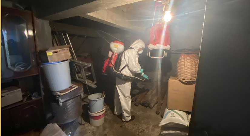 Kahverengi Kokarca yok ediliyor