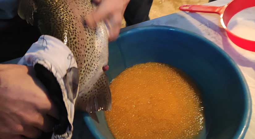 Alabalık üretiminde dev yatırım!