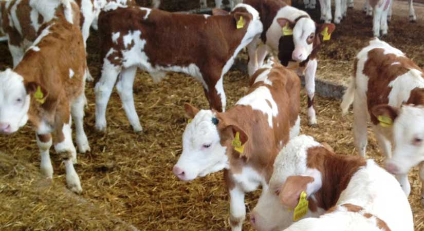 Buzağı desteklemeleri askıda!